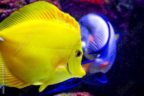 Acuario