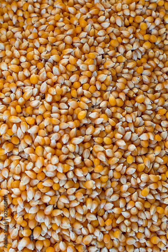 Corn Grain Corn Grain