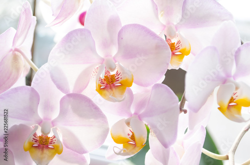 beautiful blossoming flowers of a homely orchid