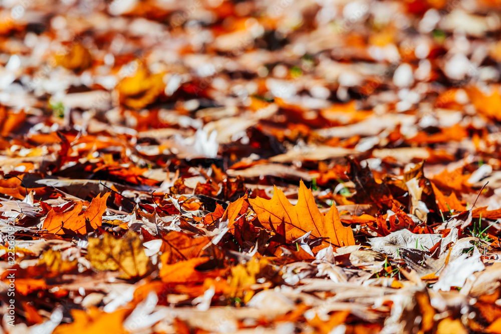 Red Autumn Leaves Background In Fall Season Red Autumn Leaves Background In Fall Season