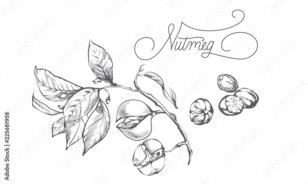 Naklejka premium Nutmeg spice plant vector image