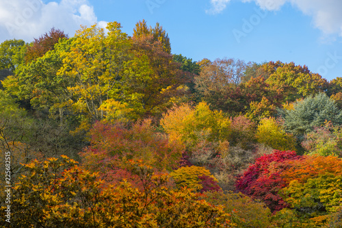 Fototapeta Naklejka Na Ścianę i Meble -  autumn landscape with trees and blue sky