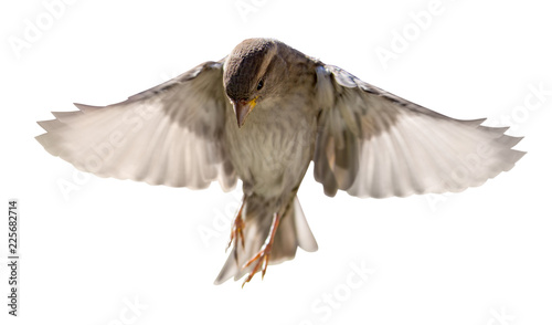 Tableau sur toile house sparrow in flight isolated on white