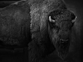 Fototapete Bison Bison Porträt in Schwarz-Weiß  © fabian
