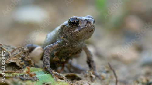 Little common toad  photo