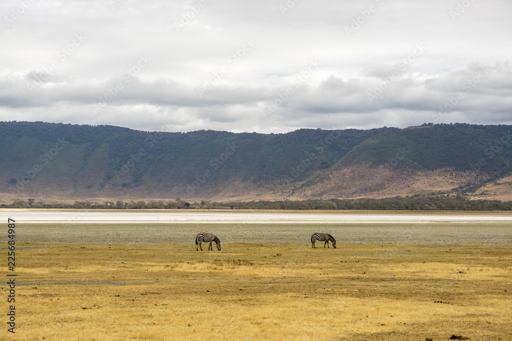 Obraz premium Panoramic view inside Ngorongoro crater, Tanzania, Africa