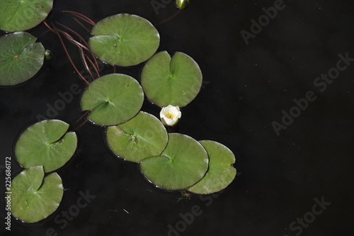 lily flower with green leaves Lily in water