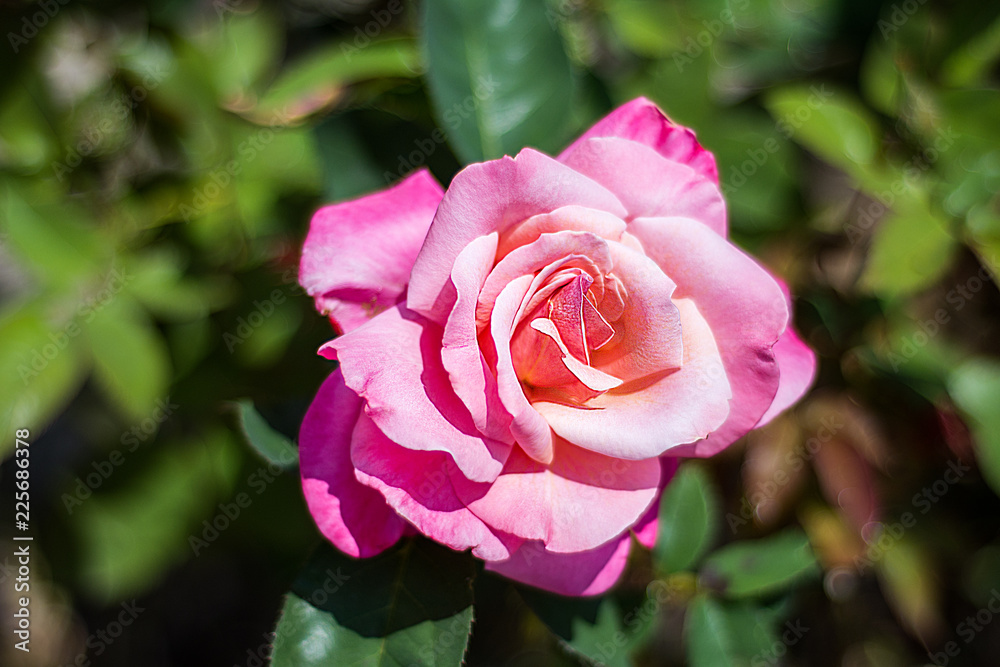 pink rose in the garden pink rose in the garden