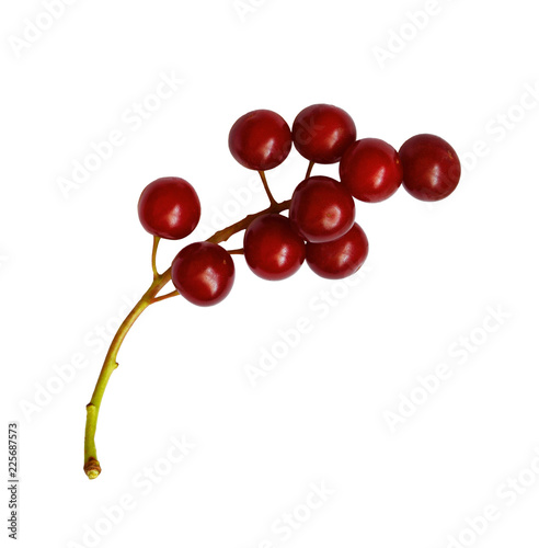 Red bird-cherries