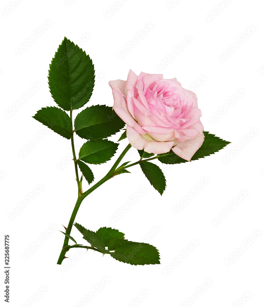 Obraz premium Pink rose flower and green leaves