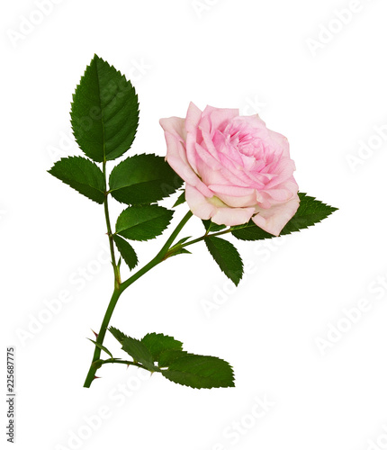 Pink rose flower and green leaves