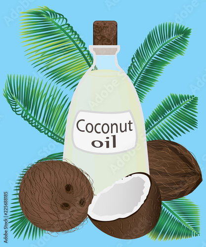 Coconut oil in a jar and coconuts vector illustration 