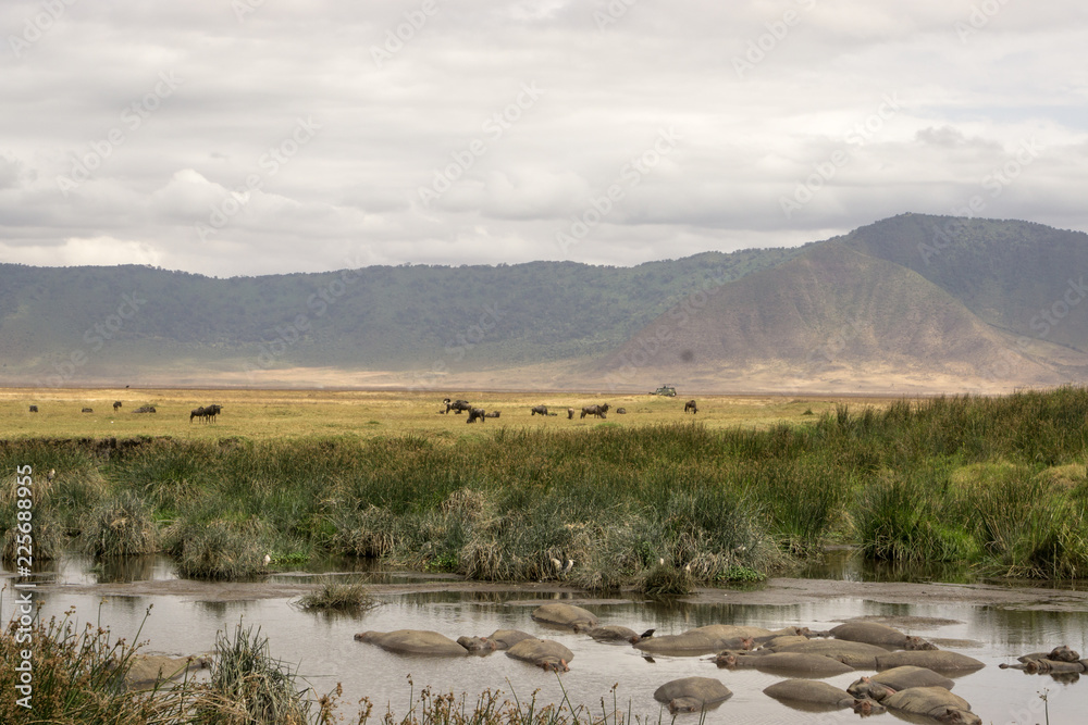 Panoramic view inside Ngorongoro crater with hippos resting in the lake in Tanzania, Africa