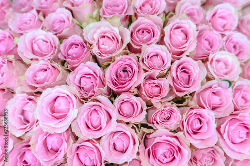 bunch of pink roses