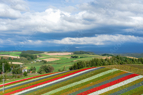 A broad flower garden