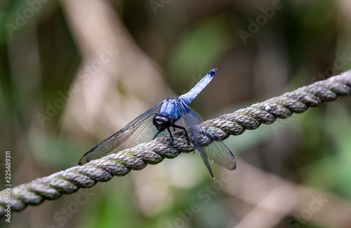 Japanese blue dragonfly on a rope fence 11 photo