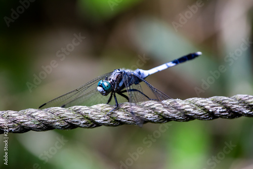 Japanese blue dragonfly on a rope fence 16 photo