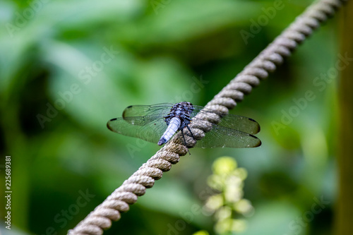 Japanese blue dragonfly on a rope fence from behind photo
