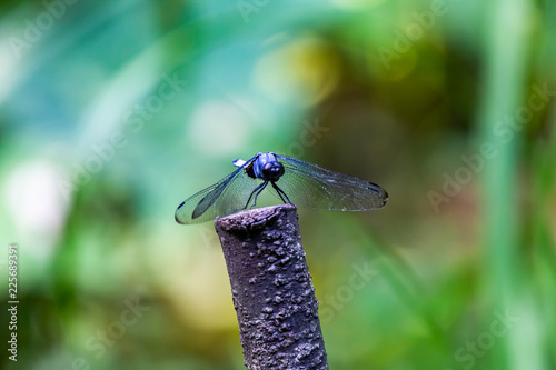 Japanese blue dragonfly on a pole photo