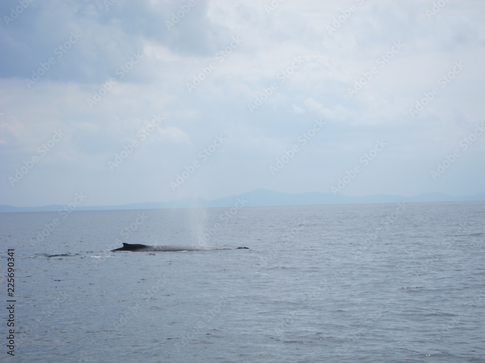Obraz premium ホエールウオッチング（クジラ）