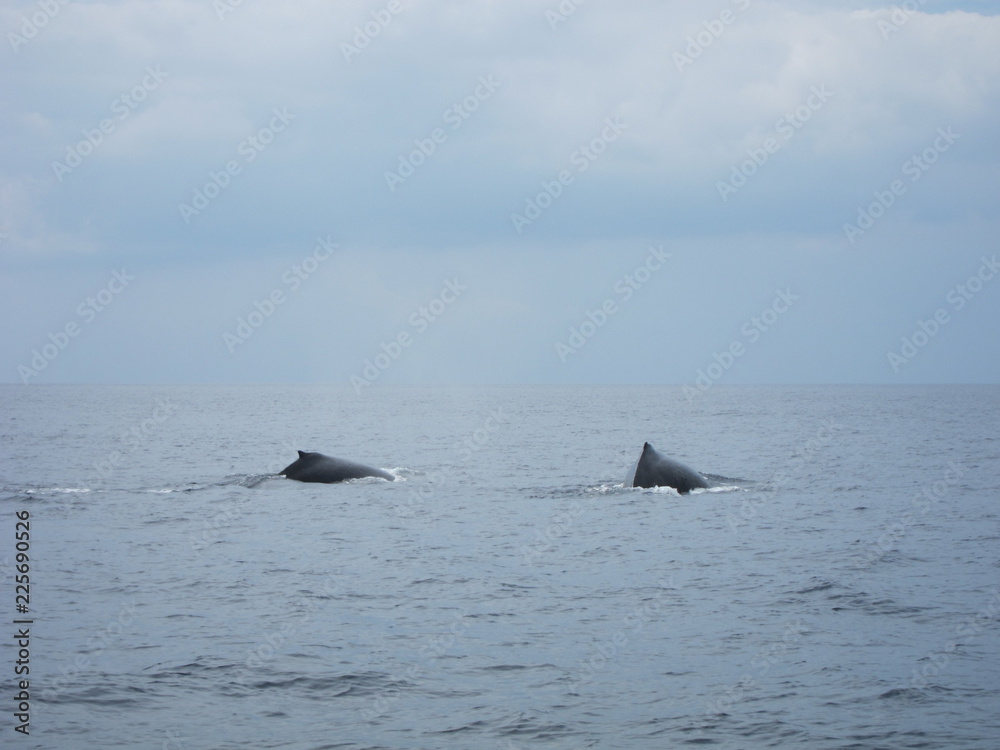 Fototapeta premium ホエールウオッチング（クジラ）