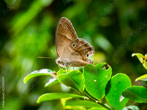 small brown satyr butterfly
