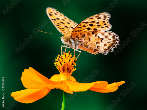 Indian Fritillary Butterfly on a cosmos flower 20 photo