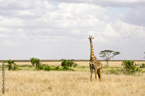 a giraffe iin Serengeti National Park  Tanzania  Africa