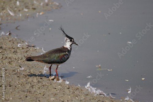 uccello pavoncella photo