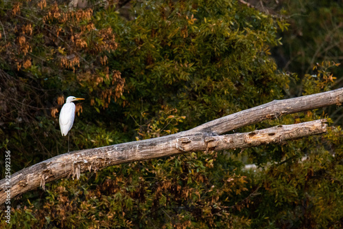 Rastender Storch auf totem Baum bei den Donauauen, Österreich photo