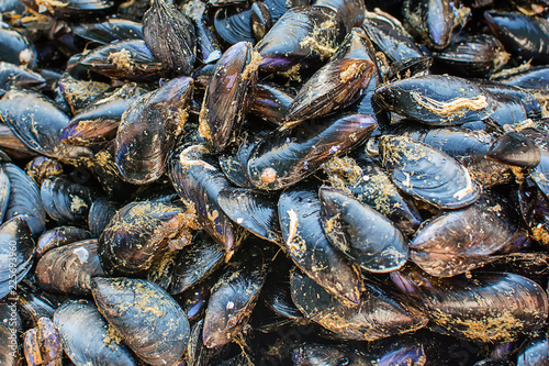 Mussels/Moules on public market
