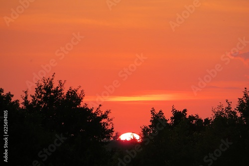Orange sunset at the forest, the sun sets over the horizon