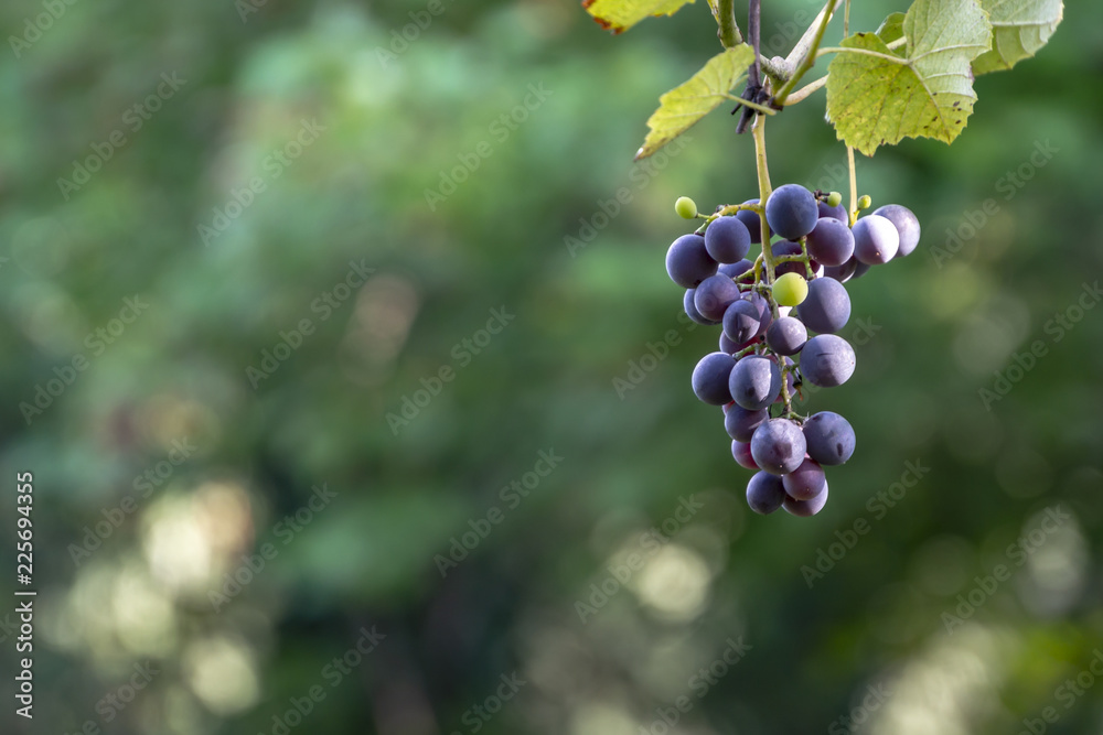 Sweet black grapes Isabella on a blurred background of emerald green garden. Sunny day. Nature concept for design Sweet black grapes Isabella on a blurred background of emerald green garden. Sunny day. Nature concept for design