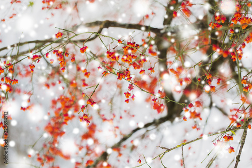 nature and environment concept - spindle tree or euonymus hamiltonianus branch with fruits in winter