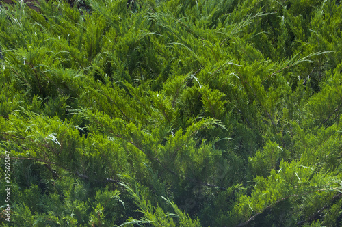 fresh green Thuja top view background texture under summer bright sun