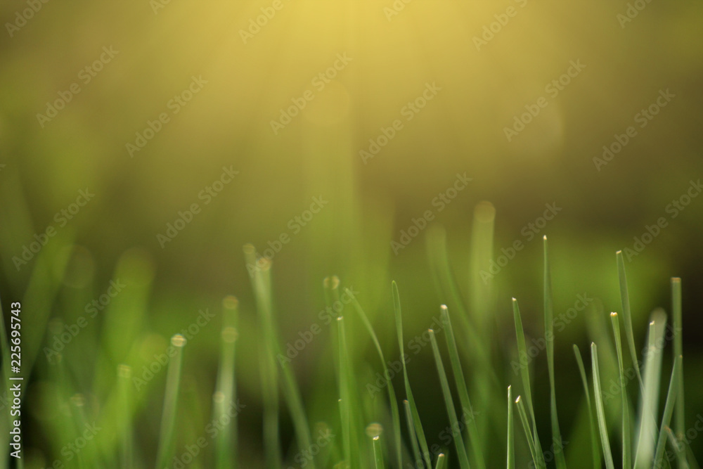closeup shot of young green grass shooting up in air with blur dark background and morning ray light shining from top. Copy space available for advertising text, logo, products