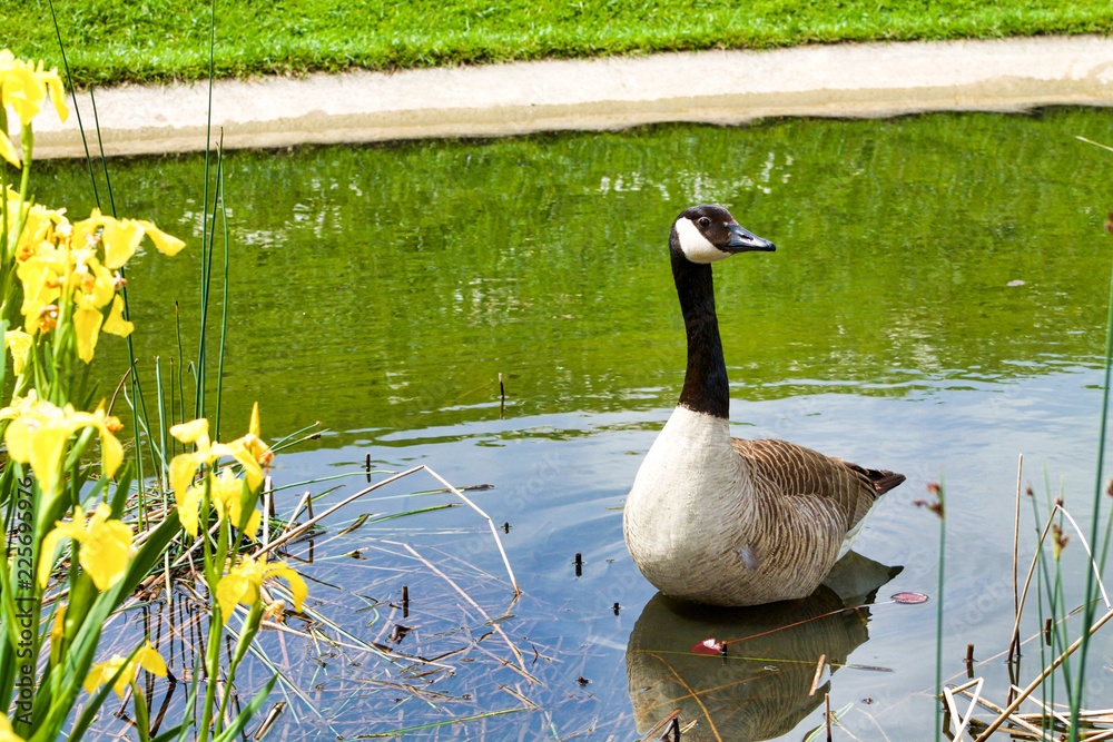 Fototapeta premium goose in a pond looking curious near yellow flowers