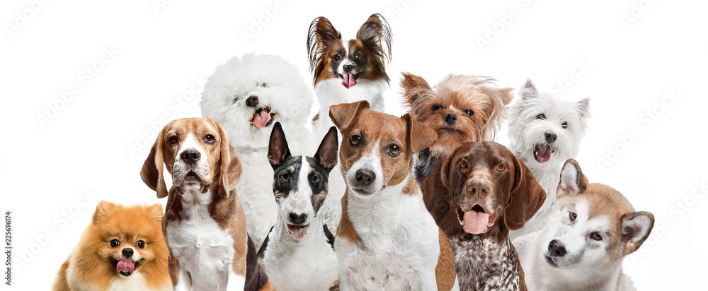 Differents dogs looking at camera isolated on a white studio background Differents dogs looking at camera isolated on a white studio background