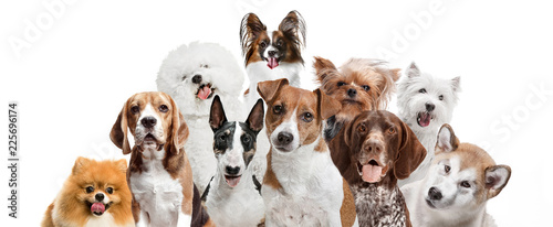 Differents dogs looking at camera isolated on a white studio background
