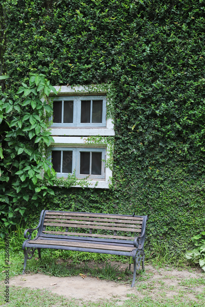 Closeup of old outdoor wooden chair with climbing plant wall background. Vertical view.