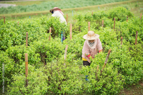 female workers picking vegetatbles at the farm photo