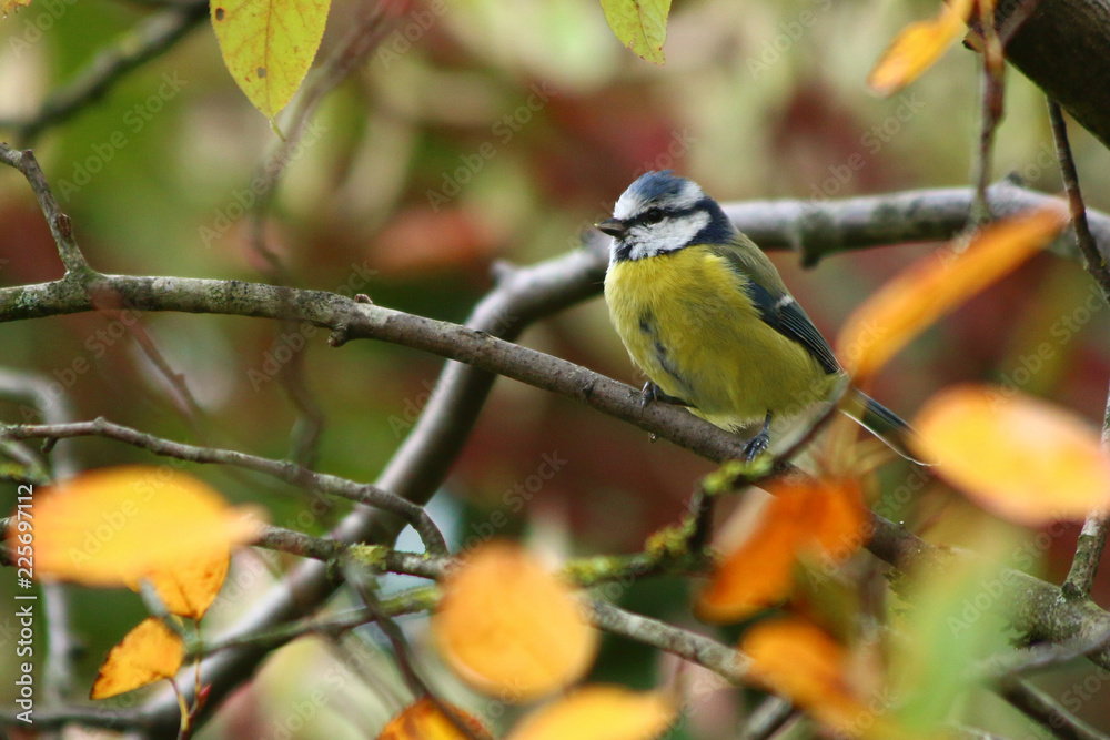 Obraz premium Blaumeise im Herbstlaub