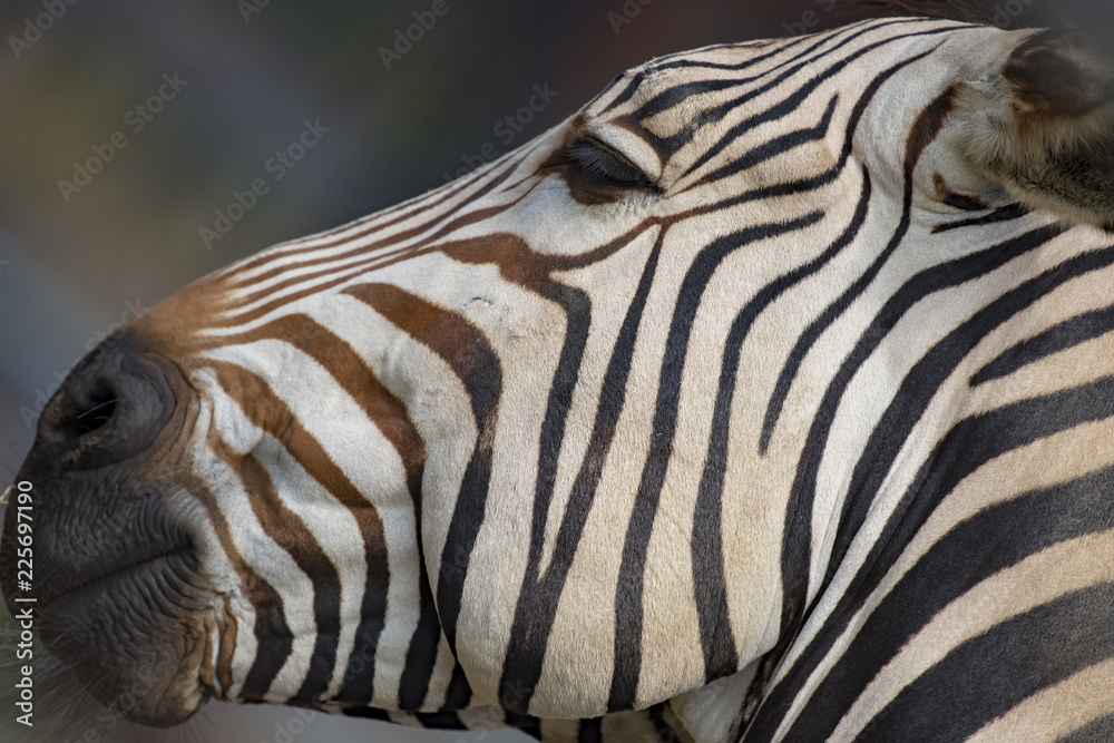 シマウマの横顔アップで縞模様が面白い Stock Photo Adobe Stock シマウマの横顔アップで縞模様が面白い Stock Photo Adobe Stock