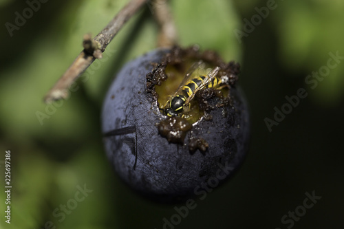 Fotografie Wasp devouring damson