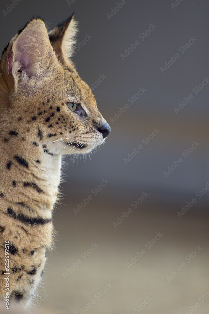 サーバルの横顔 かわいいネコ科の小型獣 南アメリカ原産 Stock Photo Adobe Stock