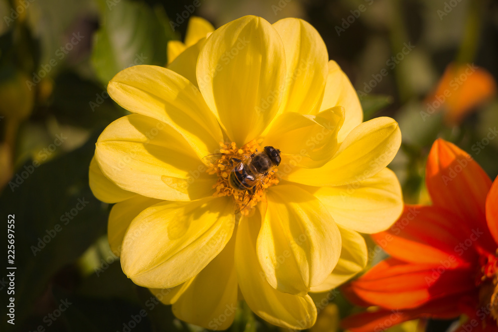 Bee collects pollen on a yellow wild flower Bee collects pollen on a yellow wild flower