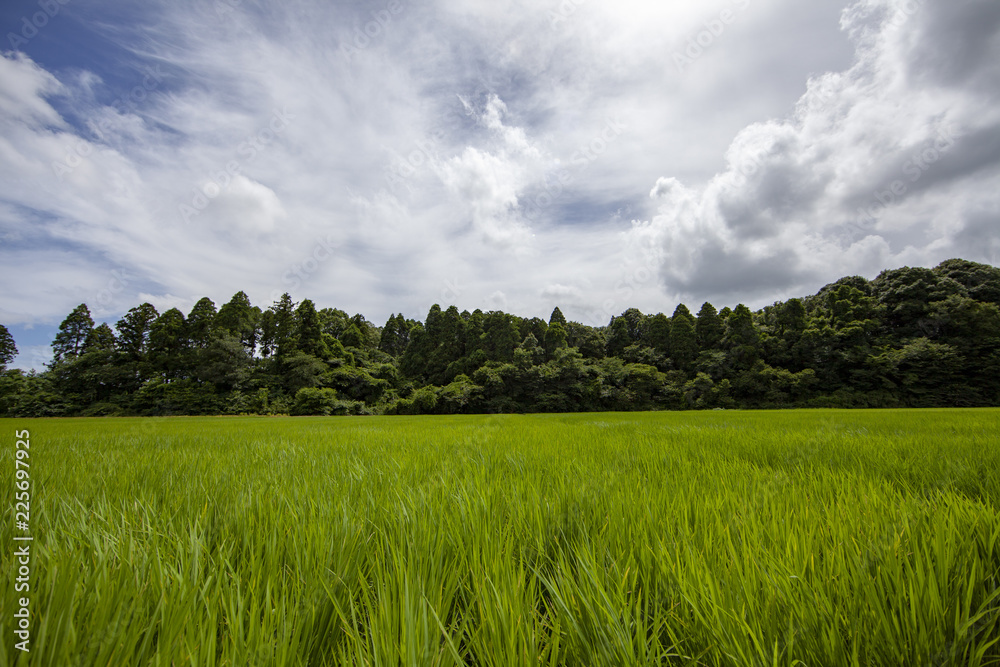 Fototapeta premium 稲田 稲 水田 棚 棚田 老後 定住 定年