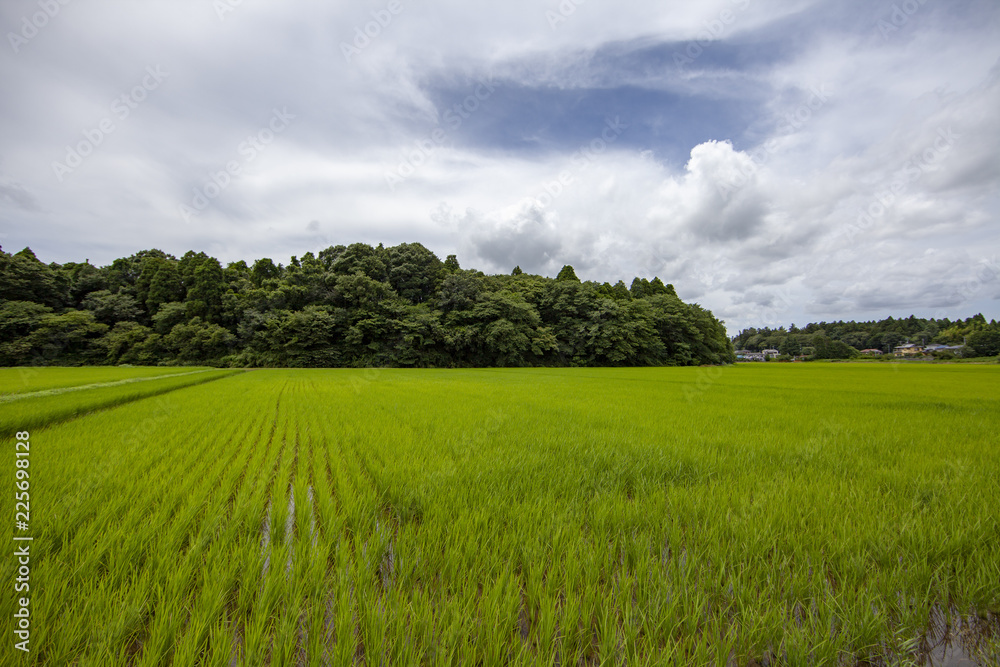 Fototapeta premium 稲田 稲 水田 棚 棚田 老後 定住 定年