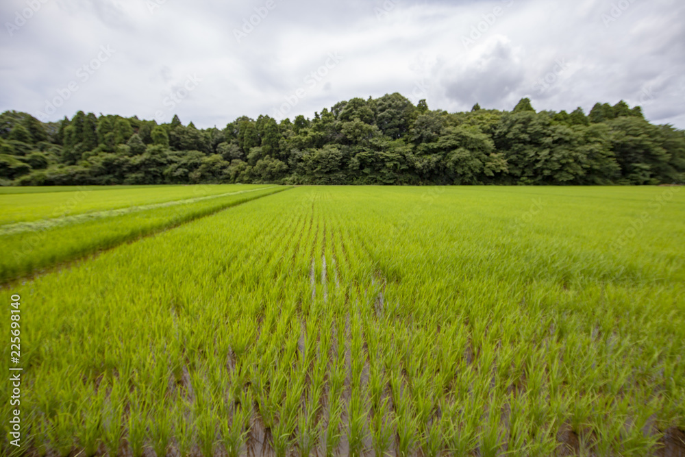 稲田　稲　水田　棚　棚田　老後　定住　定年