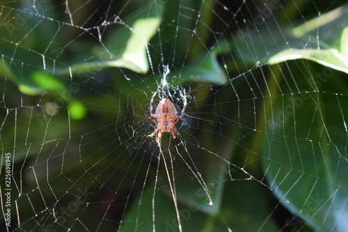 Spider's web 1